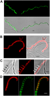 Fig 5