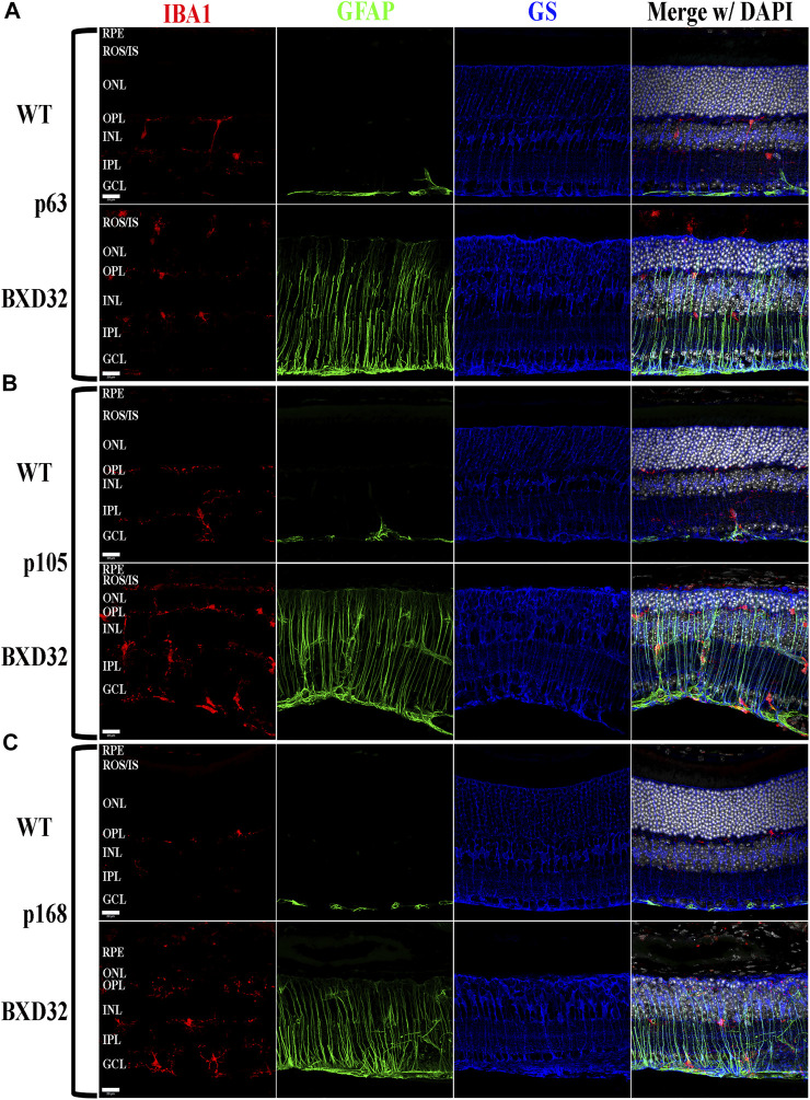 FIGURE 4