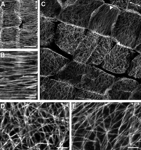 Figure 10.