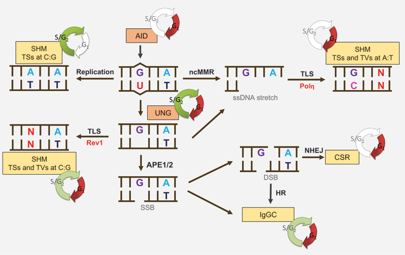 Figure 6.