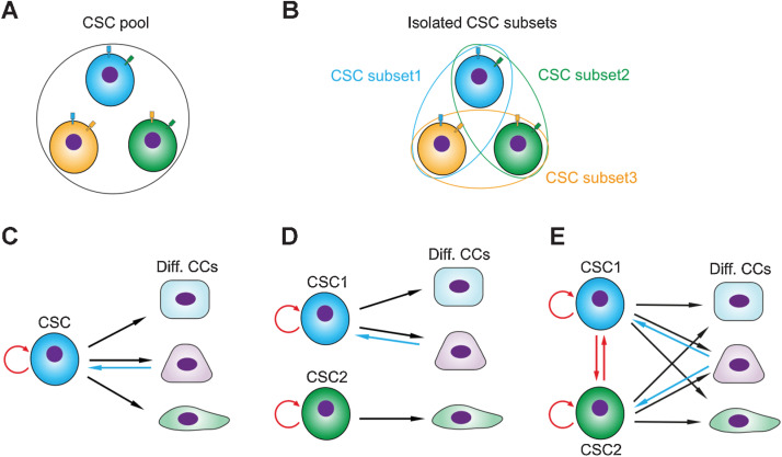 Fig.1. Models of CSC heterogeneity. A, A functionally homogeneous CSC pool in a tumor. B, Experimental marker-based isolation of CSC subsets from a functionally homogeneous CSC pool. Blue, green, and orange lines indicate marker proteins. C, Classical model of CSCs. D, Two distinct subpopulations of CSCs contributing to different tumor cell lineages. E, Two distinct interconvertible CSC states. In C, D, E, circle arrow indicates self-renewal, red arrows indicate interconversion, black arrows indicate cellular differentiation, and blue arrow indicates dedifferentiation (plasticity from non-CSCs to CSCs). Diff. CCs denotes differentiated cancer cells.