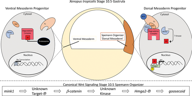 graphic file with name nihms-1863450-f0001.jpg