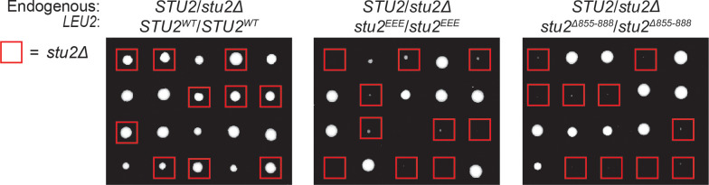 Figure 3—figure supplement 5.