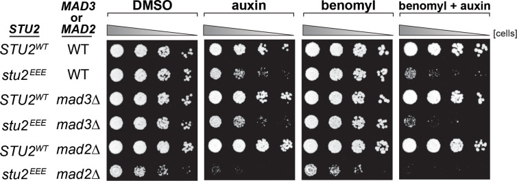 Figure 4—figure supplement 6.