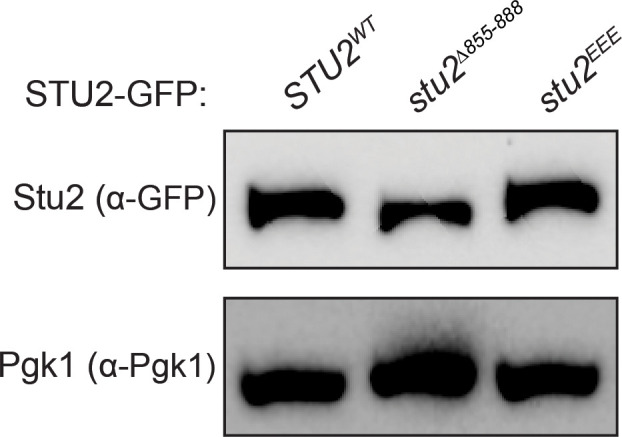 Figure 3—figure supplement 2.