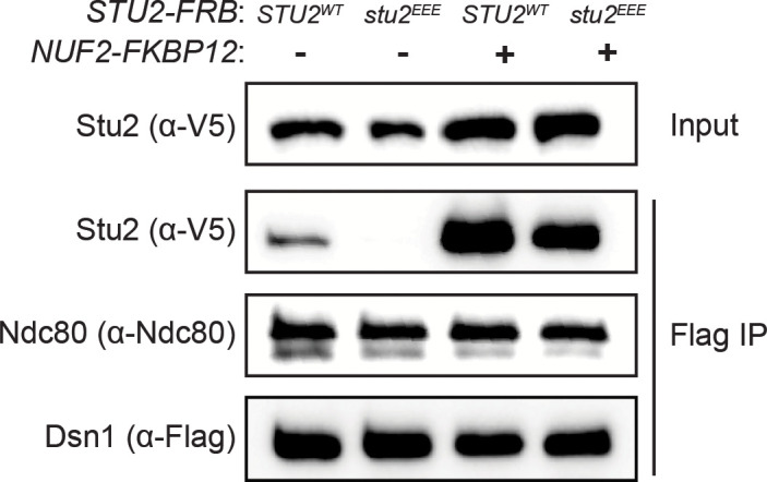 Figure 4—figure supplement 2.