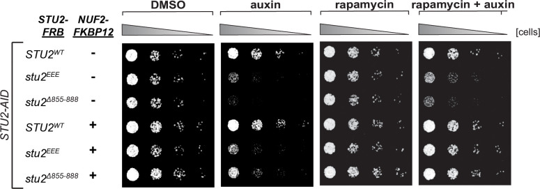 Figure 4—figure supplement 4.