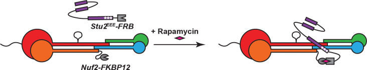 Figure 4—figure supplement 1.