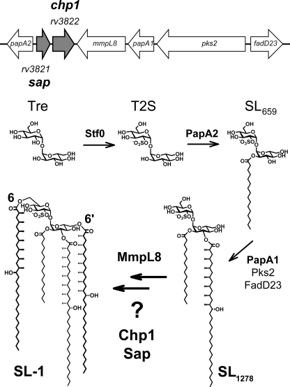 FIGURE 1.