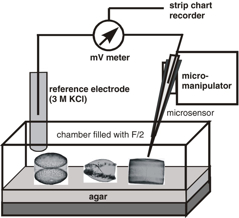 Fig. 1