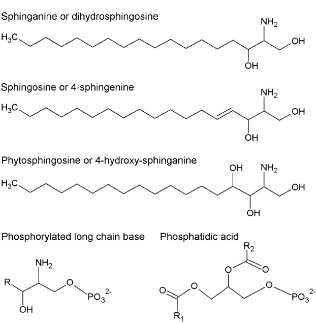 FIGURE 1