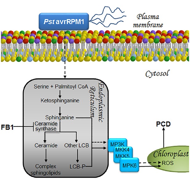 FIGURE 4