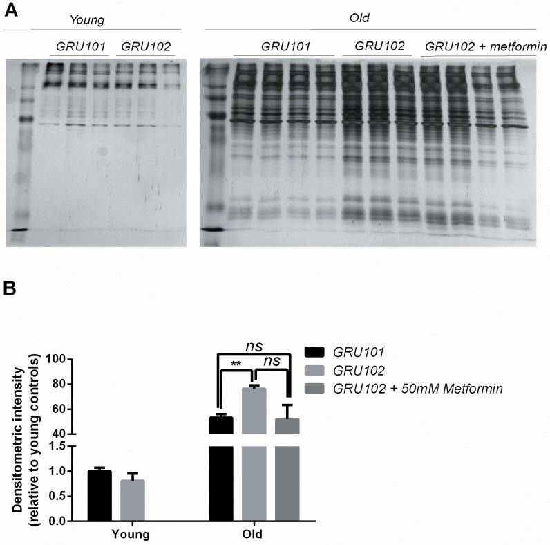 Figure 6—figure supplement 1.