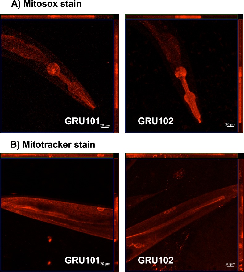 Figure 4—figure supplement 1.