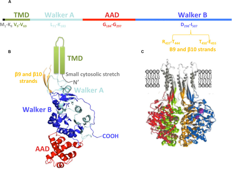 FIGURE 4