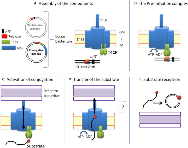 FIGURE 2