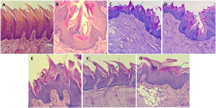 Fig 9