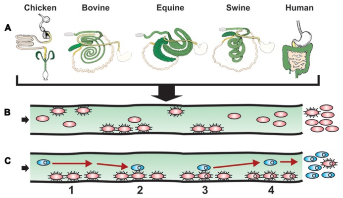 FIGURE 2