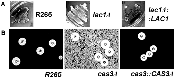 Figure 5