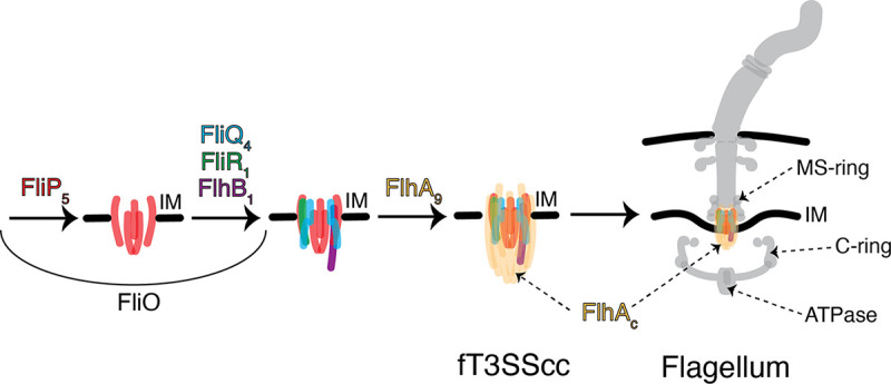 FIG 3