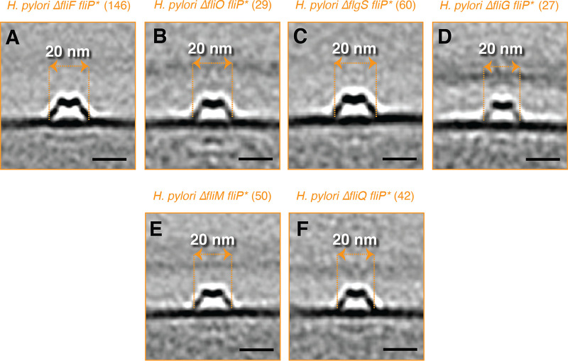 FIG 6