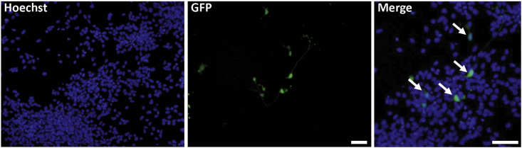 Figure 4