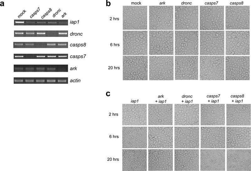 Fig 4