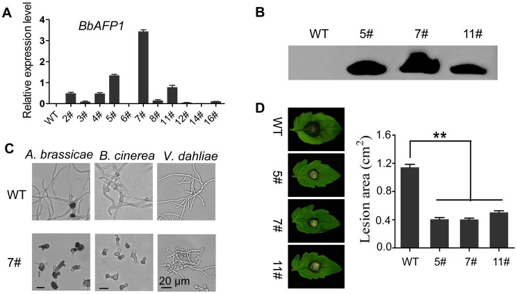 Fig 11