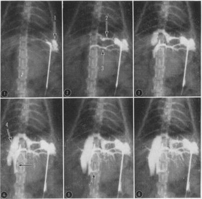 Fig. 11.