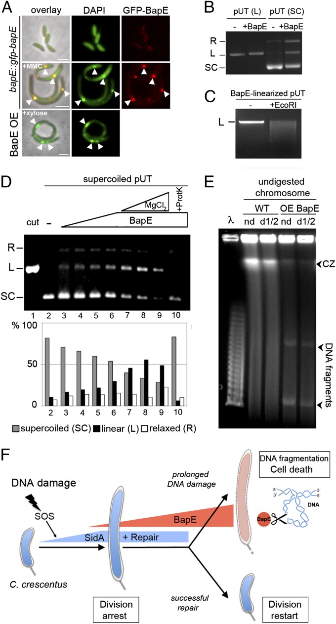 Fig. 4.