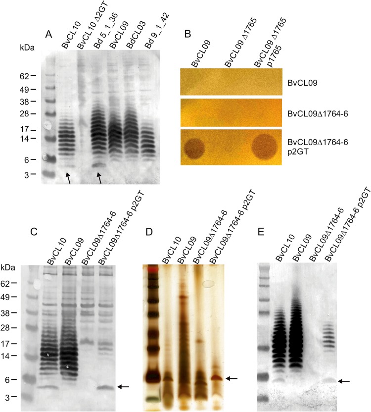 Fig. 4