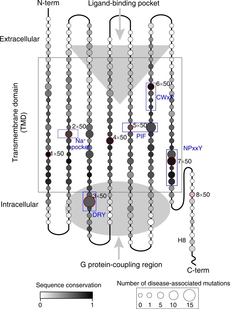 Figure 1—figure supplement 1.