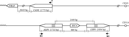 FIG. 1.