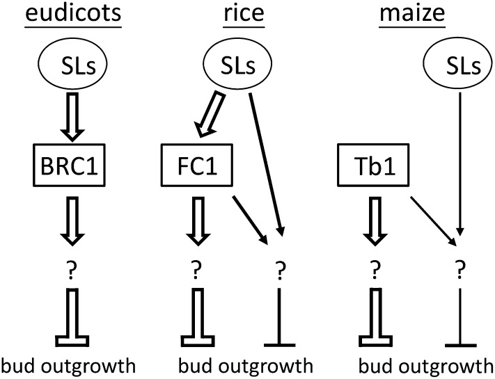 Figure 10.