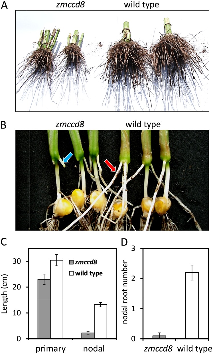 Figure 7.