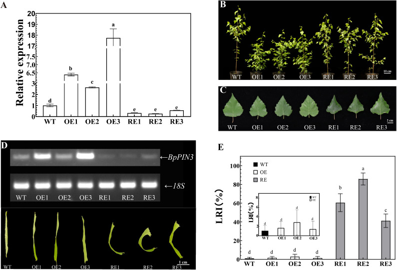 Figure 2