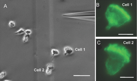 Fig. 4.