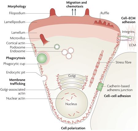 graphic file with name nihms283106f5.jpg