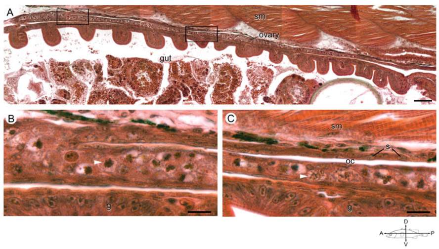 Fig. 6.