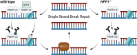 Graphical Abstract