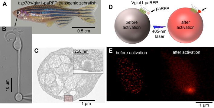 Figure 1—figure supplement 1.