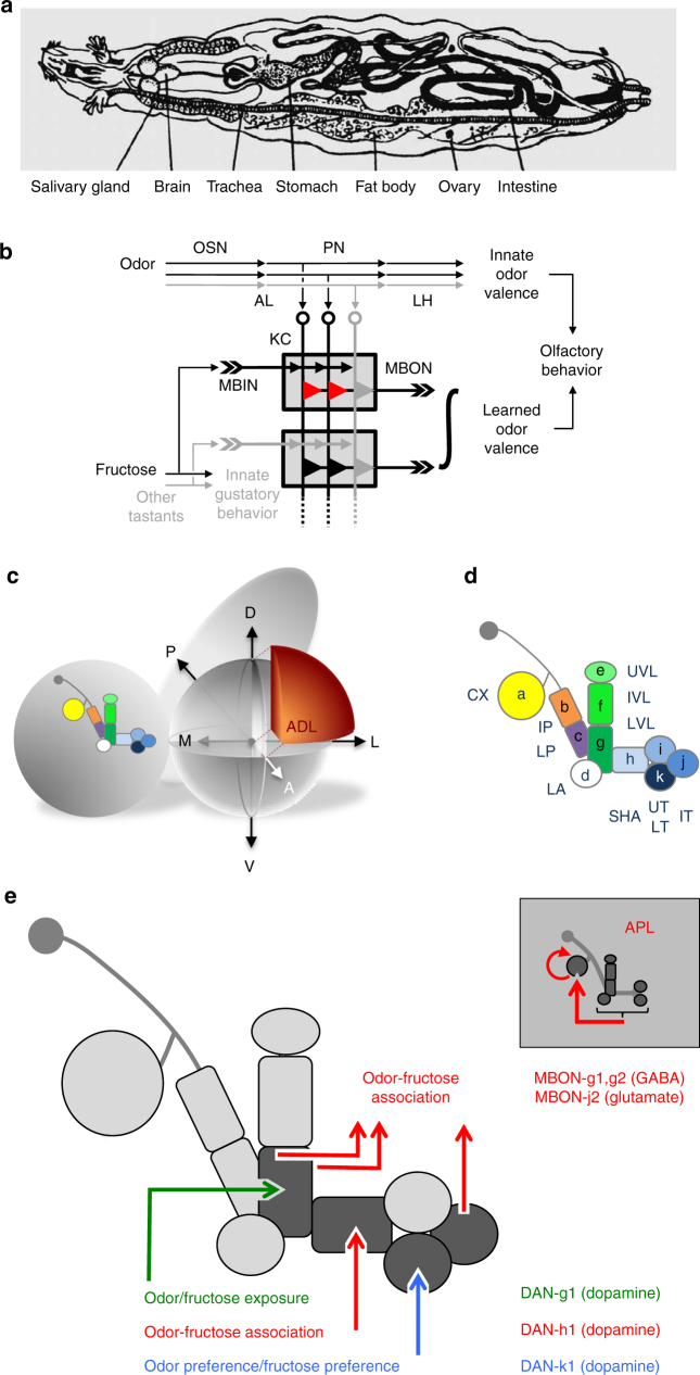 Fig. 1