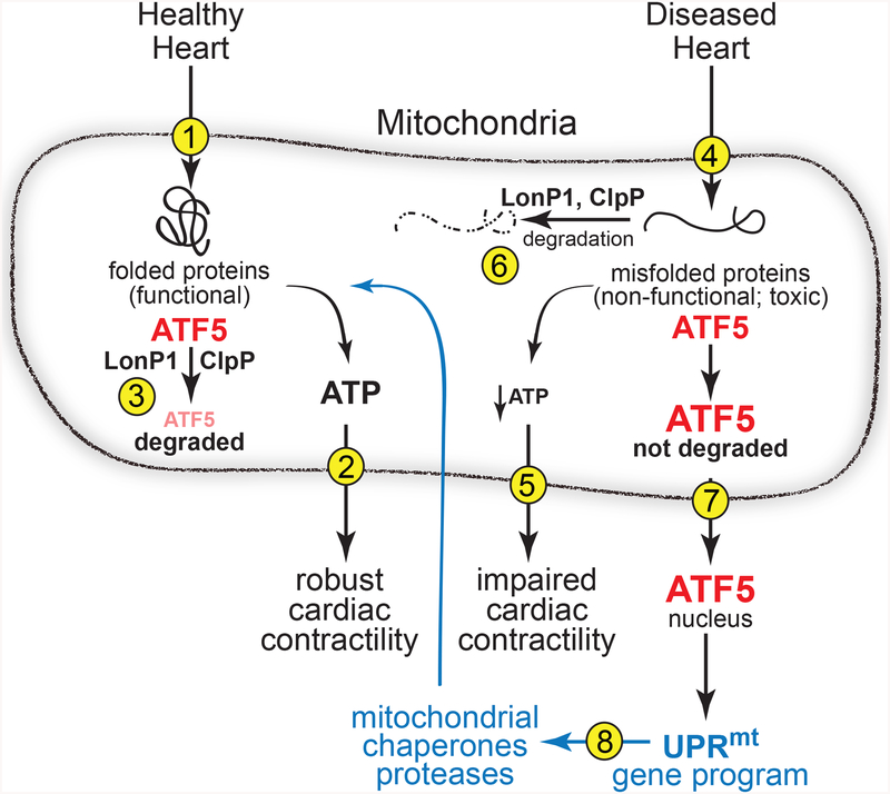 Figure 1 -