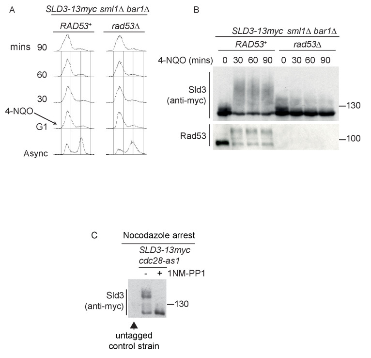 Figure 1—figure supplement 1.