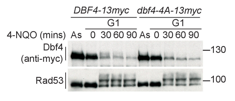 Figure 2—figure supplement 1.