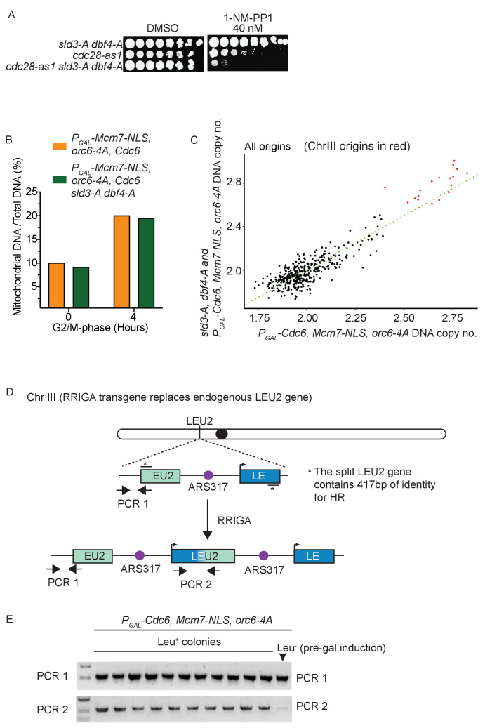 Figure 3—figure supplement 1.