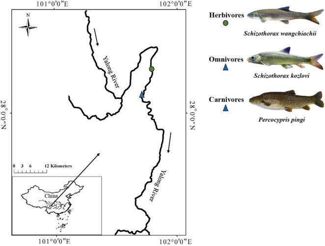 FIGURE 1