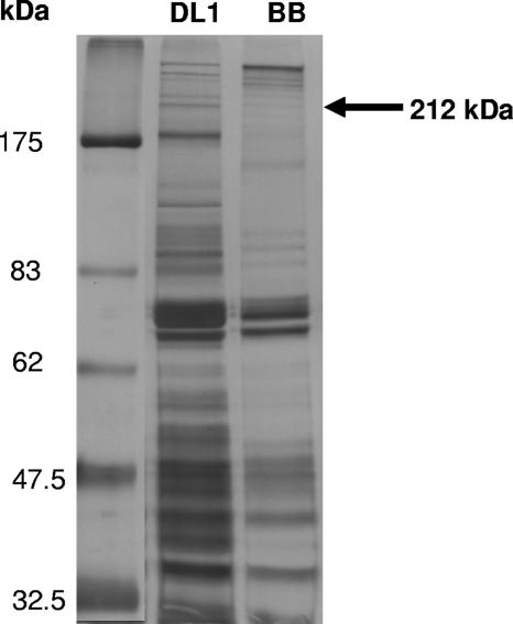 FIG. 5.