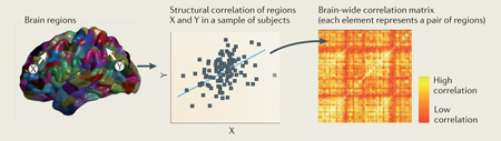 Box 1 | Measuring structural co-variance in human brain MRI data