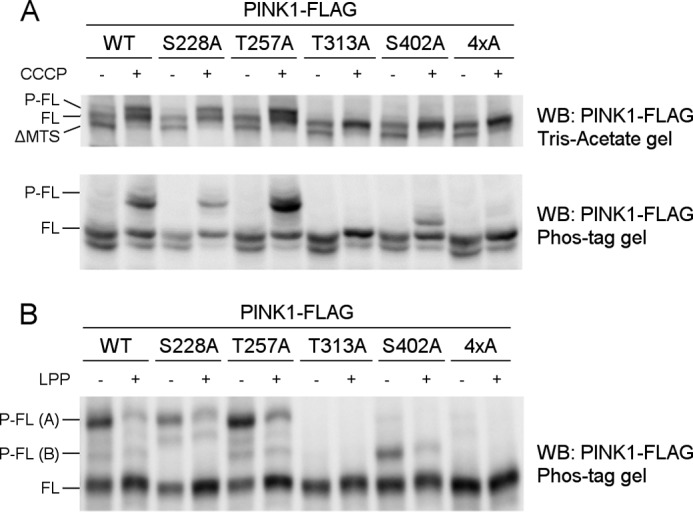 FIGURE 3.